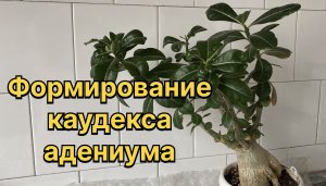 Как сформировать красивый каудекс у адениума и правильно посадить в горшок. 30 апреля 2024 г.