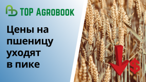 Пшеница в России: запасы растут, цены могут упасть | TOP Agrobook: обзор агроновостей