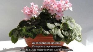 Горшки для фиалок — ищем идеальный вариант