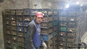 Хранение и уборка картофеля.