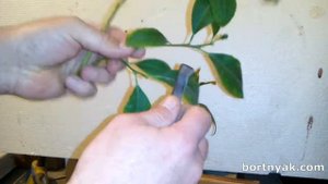 Кантонский лимон на черенки