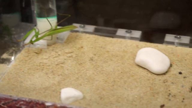 ЧТО ЕСЛИ ОГРОМНОГО БОГОМОЛА И ЗЛУЮ МЕДВЕДКУ ОПУСТИТЬ В МУРАВЬИНУЮ ФЕРМУ - ЗВЕРСКАЯ БИТВА! смотреть онлайн