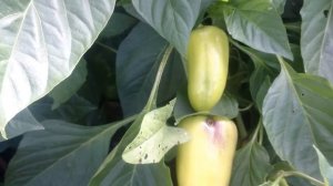 Отличный урожай болгарского перца. Все секреты от А до Я