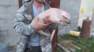 Поросята  Ландрас + Дюрок в 27 дней . ВЗВЕШИВАНИЕ