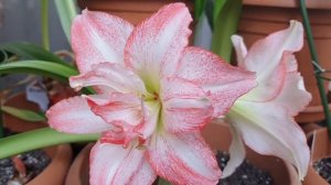Hippeastrum Double record