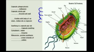 Parasitology. Structure of Bacteria  #Neet #Next