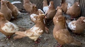 Бакинские желтые чили