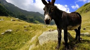 Осел 6 фактов, которые заставят иначе взглянуть на самое упрямое животное