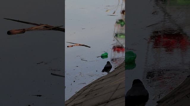 Приключения вороны.