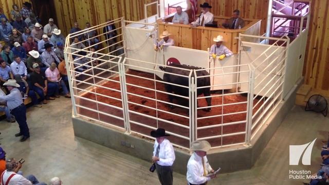 Black Angus Cattle Auction смотреть онлайн