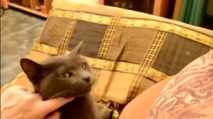 Самые ласковые кошки? Мой ласковый и нежный кот! | affectionate cat