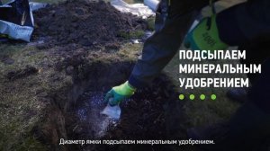 ? Как посадить тую? Правильная ПОСАДКА ТУИ на участке