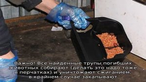 Избавляемся от мышей в гараже