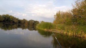 Старый , дедовский способ ловли щуки на маховую удочку с живцом.