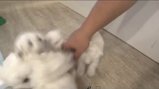 Весёлые мальтезики смотреть онлайн