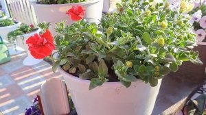 СОРТА ПЕТУНИИ С МОЩНЫМ РОСТОМ И ОТЛИЧНЫМ ЦВЕТЕНИЕМ НА НАЧАЛО ИЮНЯ.