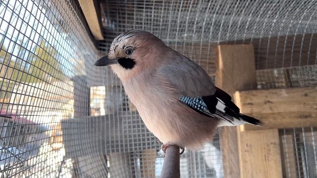СОЙКА НЕДОВОЛЬНО КРИЧИТ, А ЗАТЕМ ПРЕВРАЩАЕТСЯ В КОТИКА ??JAY SCREAMS AND THEN TURNS INTO A CAT ?? смотреть онлайн
