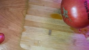 ТОМАТ ПУЗАТА ХАТА, не только урожайный, но и невероятно вкусный, что нравится даже детям