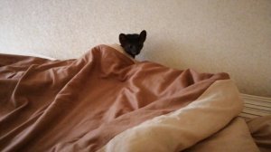 Дика давай играть? Домашний соболь Дика