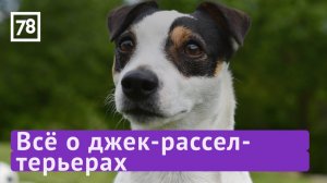 "Зверопитер" о джек-рассел-терьерах. Эфир от 09.07.22