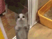 Смешные котики