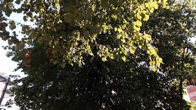 Красивые берёза смотреть онлайн