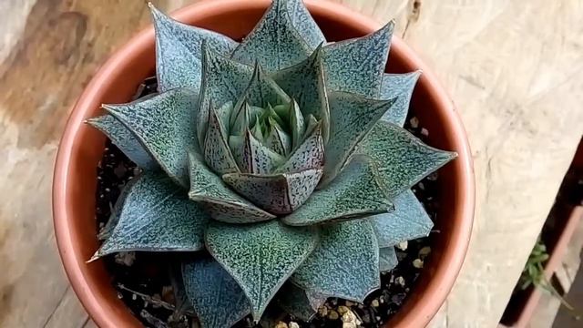 echeveria porpusorum смотреть онлайн