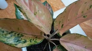 AGLAONEMA NO NAME