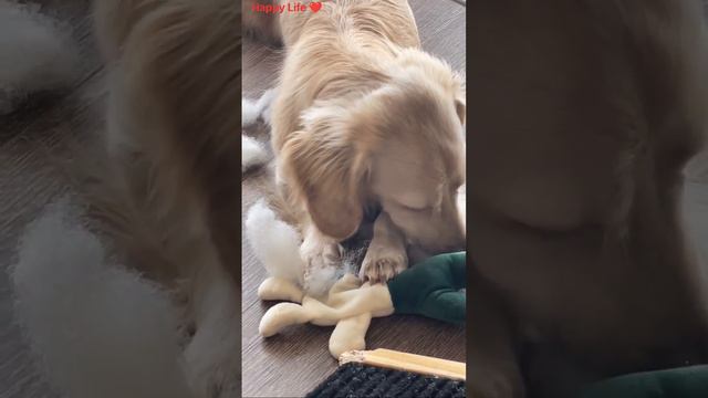 Funniest & Cuteness Dogs Playing and enjoying With Baby Dolls #2022 Video смотреть онлайн