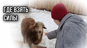 ПАДЕЖ СКОТА | ОПУСКАЮТСЯ РУКИ | КАК БОРОТЬСЯ С ХАНДРОЙ