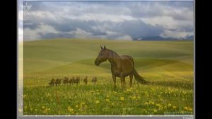 Просторные степи Казахстана