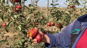 Одесская обл. Защита интенсивных садов яблони от птиц. Полив и узел капельного орошения .