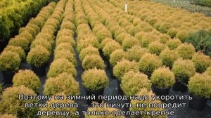 Туя Рейнголд — описание, посадка и выращивание