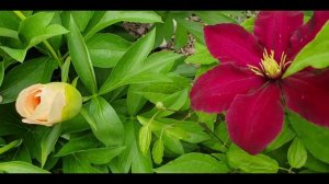 Клематис «Ниобе». Clematis «Niobe»