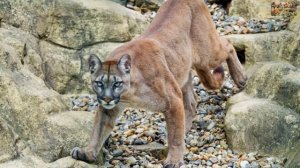 Животный Мир Земли. Пума