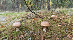 Полянка белых грибов в сосновом беломошном бору