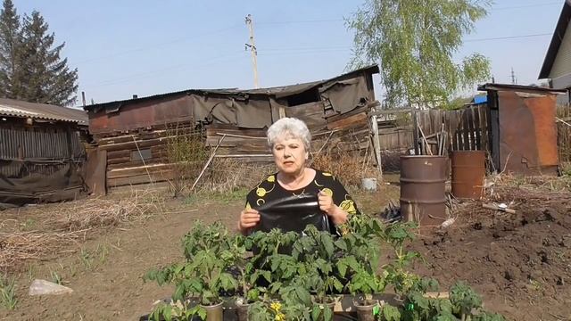 Ранняя высадка Томатных Гномов в открытый грунт с использованием пленки СВЕТЛИЦА™ ГРУНТ. Подробно! смотреть онлайн