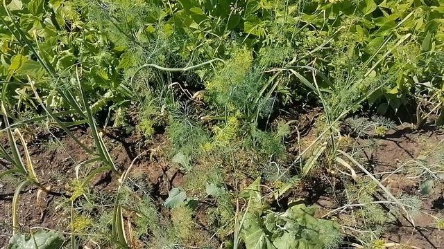 Обзор грядок в конце июня. Томаты Тверская Ранняя Девочка - Любина Красотка. смотреть онлайн