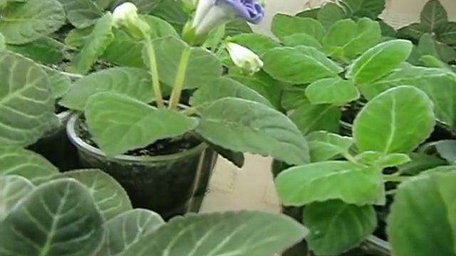 ?Мои глоксинии. Моя квартира. 10000 глоксиний ))) ЦВЕТОЧНОЕ БЕЗУМИЕ !??How to grow gloxinia смотреть онлайн