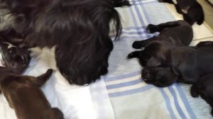 Русский спаниель!!!Щенкам шесть дней!!!#русскийспаниель