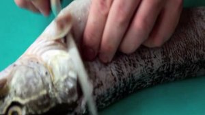 Фарш из щуки в домашних условиях