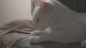 ЗАЧЕМ КОШКИ МНУТ ЛАПАМИ ЧЕЛОВЕКА, ПРЕЖДЕ ЧЕМ ЛЕЧЬ