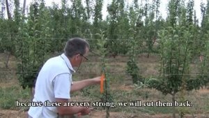 Формировка груши в 4 скелетные ветви (Австралия)