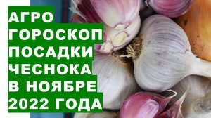 Агрогороскоп посадки озимых чеснока и лука в ноябре 2022 года