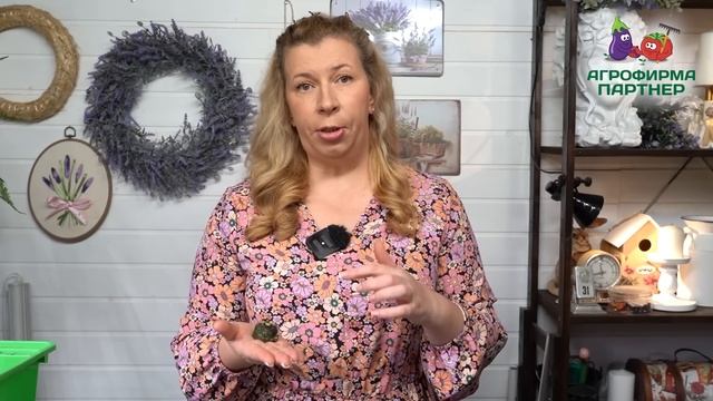 Основные причины неудач в выращивании рассады эустомы #эустома #рассадаэустомы #цветы