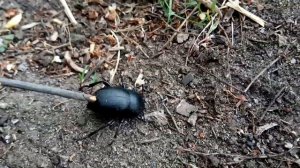 ЧЁРНЫЙ ЖУК как называется?