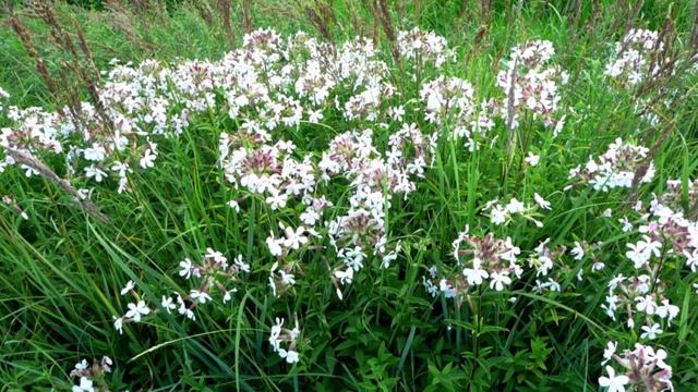 Usos y propiedades de la Saponaria officinalis, El jabón de la Naturaleza смотреть онлайн