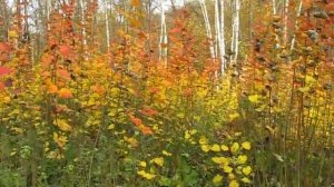 Молодая осиновая поросль