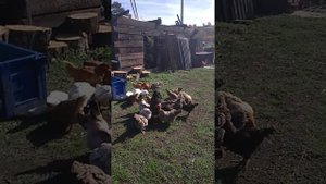 Соединение цыплят разных возрастов с взрослыми курами