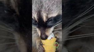 Чем нельзя кормить Енота